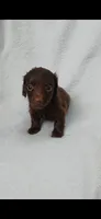 Long hair chocolate girl , a female Miniature Dachshund for sale in Olive Branch, MS – 4 of 7