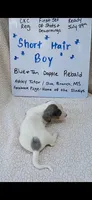 Short hair Blue and tan dapple piebald , a male Miniature Dachshund for sale in Olive Branch, MS – 2 of 6