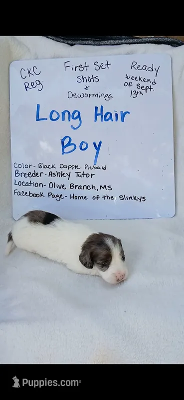 Long Hair Black Dapple Piebald  – Miniature Dachshund puppy for sale in Olive Branch, MS
