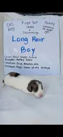 Long Hair Black Dapple Piebald , a male Miniature Dachshund for sale in Olive Branch, MS – 1 of 1
