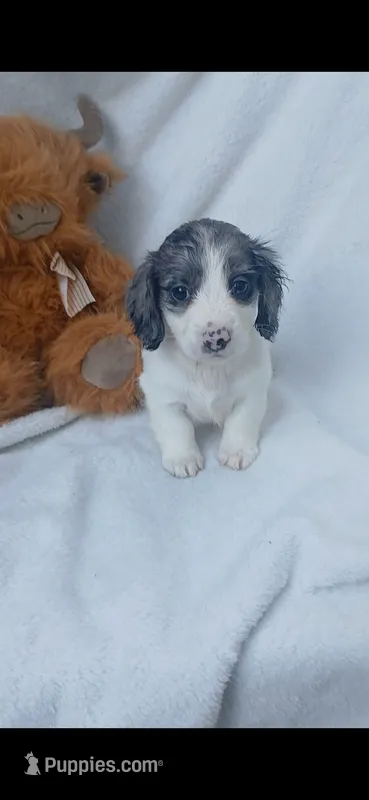 Long hair Dapple Piebald  – Miniature Dachshund puppy for sale in Olive Branch, MS