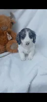 Long hair Dapple Piebald , a male Miniature Dachshund for sale in Olive Branch, MS – 1 of 9