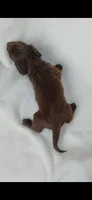 Long hair chocolate girl , a female Miniature Dachshund for sale in Olive Branch, MS – 5 of 7