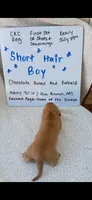 Short hair chocolate based red piebald , a male Miniature Dachshund for sale in Olive Branch, MS – 4 of 6
