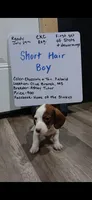 Short hair Chocolate and tan piebald , a male Miniature Dachshund for sale in Olive Branch, MS – 2 of 3