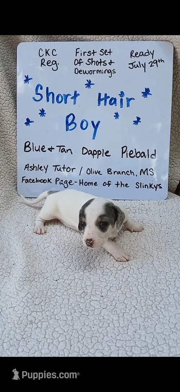 Short hair Blue and tan dapple piebald  – Miniature Dachshund puppy for sale in Olive Branch, MS
