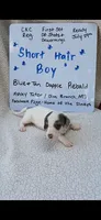 Short hair Blue and tan dapple piebald , a male Miniature Dachshund for sale in Olive Branch, MS – 1 of 6