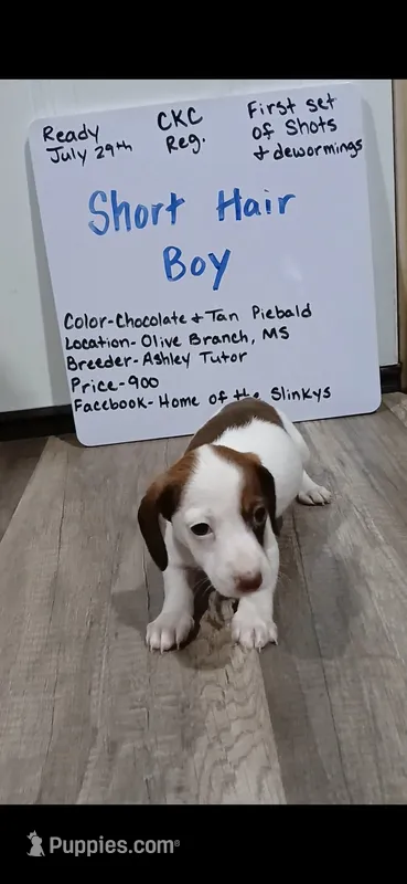 Short hair Chocolate and tan piebald  – Miniature Dachshund puppy for sale in Olive Branch, MS