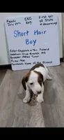 Short hair Chocolate and tan piebald , a male Miniature Dachshund for sale in Olive Branch, MS – 1 of 3