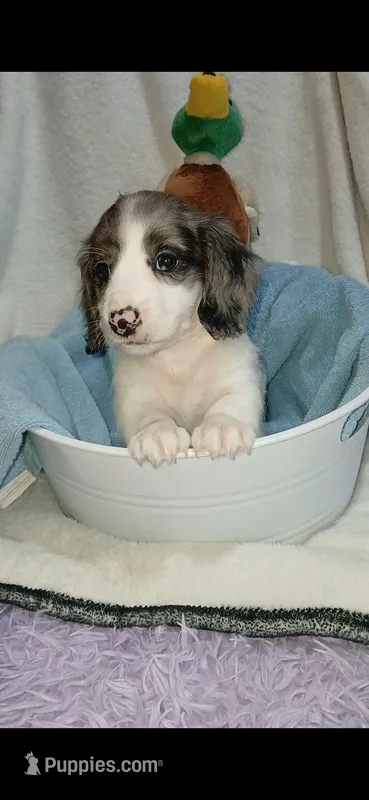 Long hair Dapple Piebald  – Miniature Dachshund puppy for sale in Olive Branch, MS