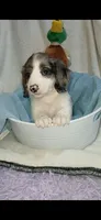 Long hair Dapple Piebald , a male Miniature Dachshund for sale in Olive Branch, MS – 1 of 7