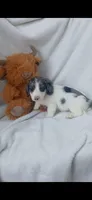 Long hair Dapple Piebald , a male Miniature Dachshund for sale in Olive Branch, MS – 5 of 9