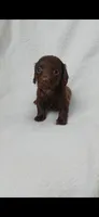 Long hair chocolate girl , a female Miniature Dachshund for sale in Olive Branch, MS – 2 of 7