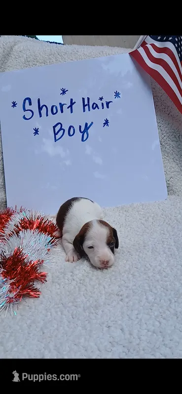 Chocolate and tan piebald  – Miniature Dachshund puppy for sale in Olive Branch, MS