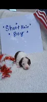 Chocolate and tan piebald , a male Miniature Dachshund for sale in Olive Branch, MS – 1 of 1