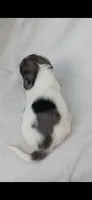 Long hair black dapple piebald boy , a male Miniature Dachshund for sale in Olive Branch, MS – 6 of 7