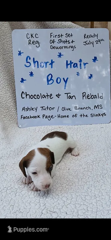 Short hair Chocolate and tan piebald  – Miniature Dachshund puppy for sale in Olive Branch, MS