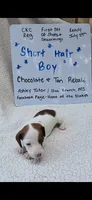 Short hair Chocolate and tan piebald , a male Miniature Dachshund for sale in Olive Branch, MS – 1 of 6