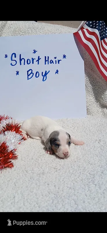 Blue and tan Dapple piebald  – Miniature Dachshund puppy for sale in Olive Branch, MS