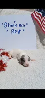 Blue and tan Dapple piebald , a male Miniature Dachshund for sale in Olive Branch, MS – 1 of 1