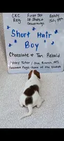 Short hair Chocolate and tan piebald , a male Miniature Dachshund for sale in Olive Branch, MS – 3 of 6
