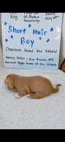 Short hair chocolate based red piebald , a male Miniature Dachshund for sale in Olive Branch, MS – 2 of 6
