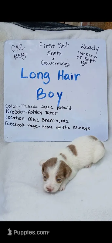 Long hair Isabella dapple piebald 2 – Miniature Dachshund puppy for sale in Olive Branch, MS