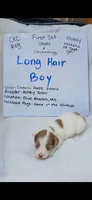 Long hair Isabella dapple piebald 2, a male Miniature Dachshund for sale in Olive Branch, MS – 1 of 1