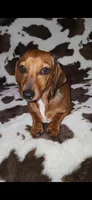 Short hair Chocolate and tan piebald , a male Miniature Dachshund for sale in Olive Branch, MS – 5 of 6