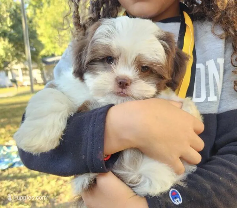 Macalister  – Shih Tzu puppy for sale in Minneapolis, MN