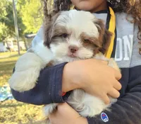 Macalister , a male Shih Tzu for sale in Minneapolis, MN – 1 of 1