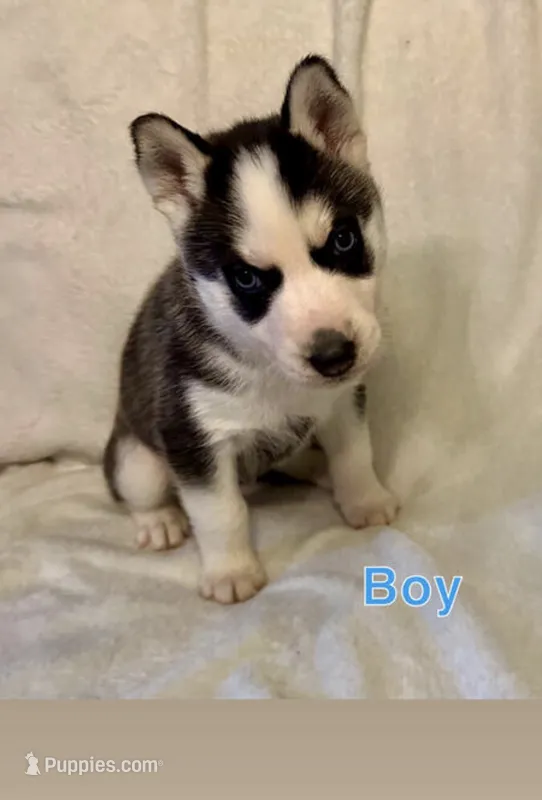 Canyon – Siberian Husky puppy for sale in Minneapolis, MN