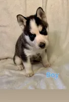 Canyon, a male Siberian Husky for sale in Minneapolis, MN – 1 of 1
