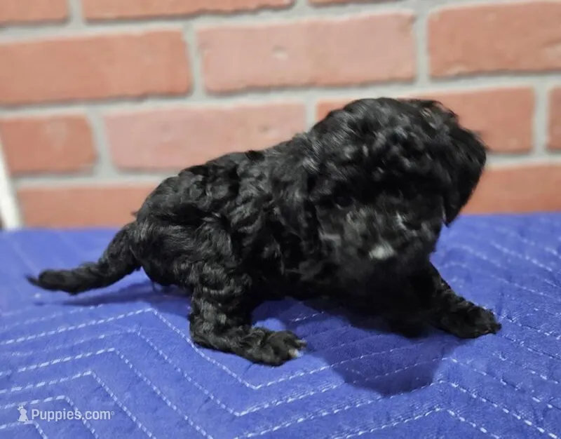 Pinto bean  – Poodle - Miniature  puppy for sale in Minneapolis, MN
