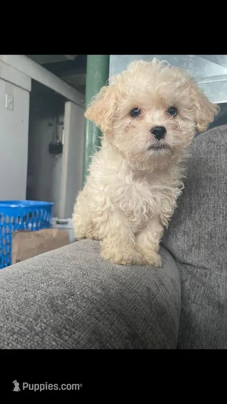 Mocha  – Maltipoo puppy for sale in Minneapolis, MN