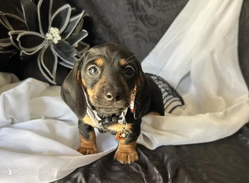 Ash  – Dachshund puppy for sale in Minneapolis, MN