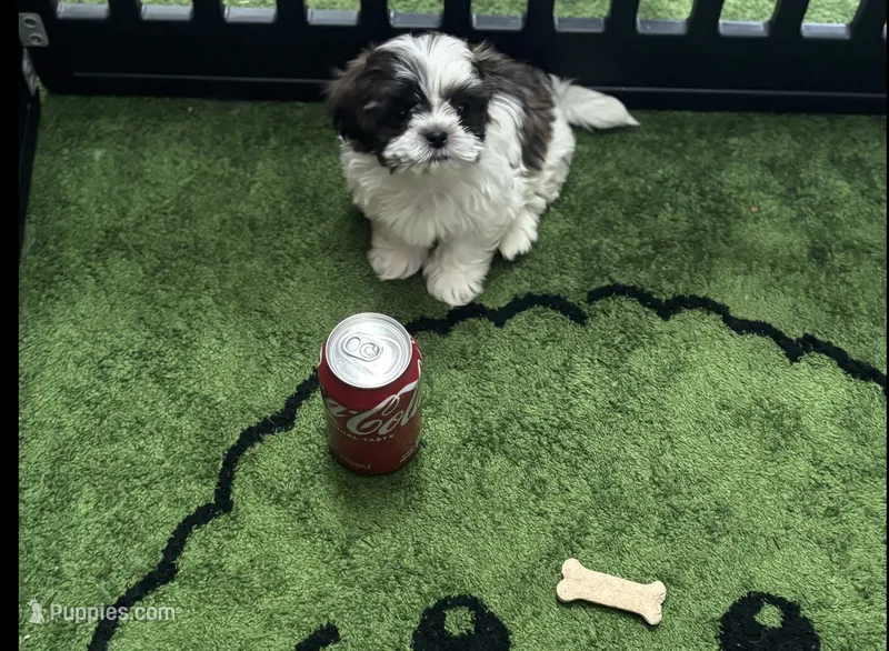 Bagheera  – Shih Tzu puppy for sale in Minneapolis, MN