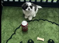 Bagheera , a male Shih Tzu for sale in Minneapolis, MN – 1 of 1