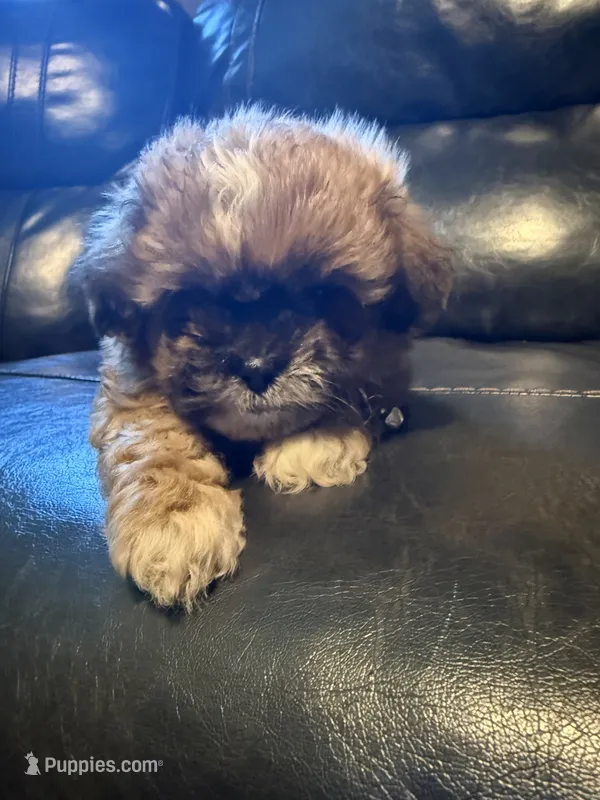 Ryder  – Shih Tzu puppy for sale in Minneapolis, MN