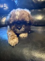 Ryder , a male Shih Tzu for sale in Minneapolis, MN – 1 of 2