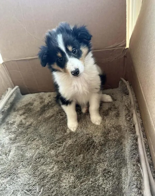 Prince  *rough collie * – Collie puppy for sale in Minneapolis, MN