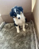 Prince  *rough collie *, a male Collie for sale in Minneapolis, MN – 1 of 1