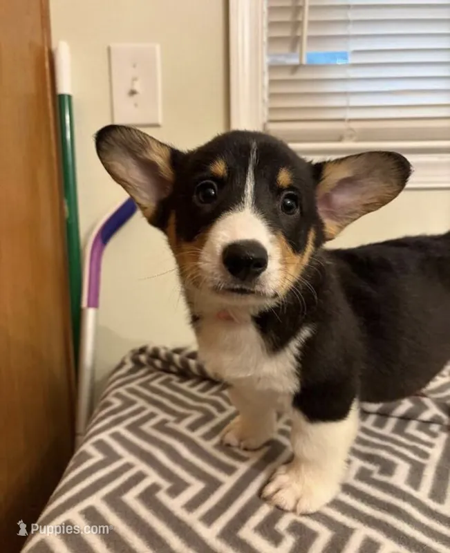 Cracker Jack  – Pembroke Welsh Corgi puppy for sale in Minneapolis, MN