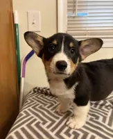 Cracker Jack , a male Pembroke Welsh Corgi for sale in Minneapolis, MN – 1 of 1
