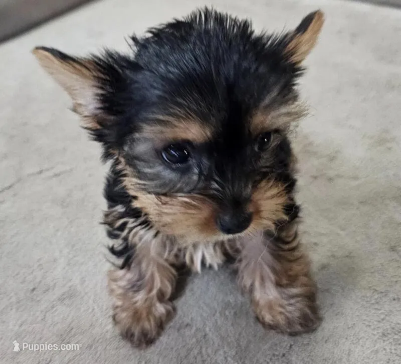 biscuit  – Yorkshire Terrier puppy for sale in Minneapolis, MN