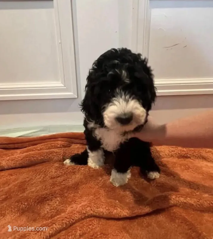 Kayda – Goldendoodle puppy for sale in Minneapolis, MN