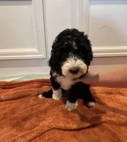 Kayda, a female Goldendoodle for sale in Minneapolis, MN – 1 of 1