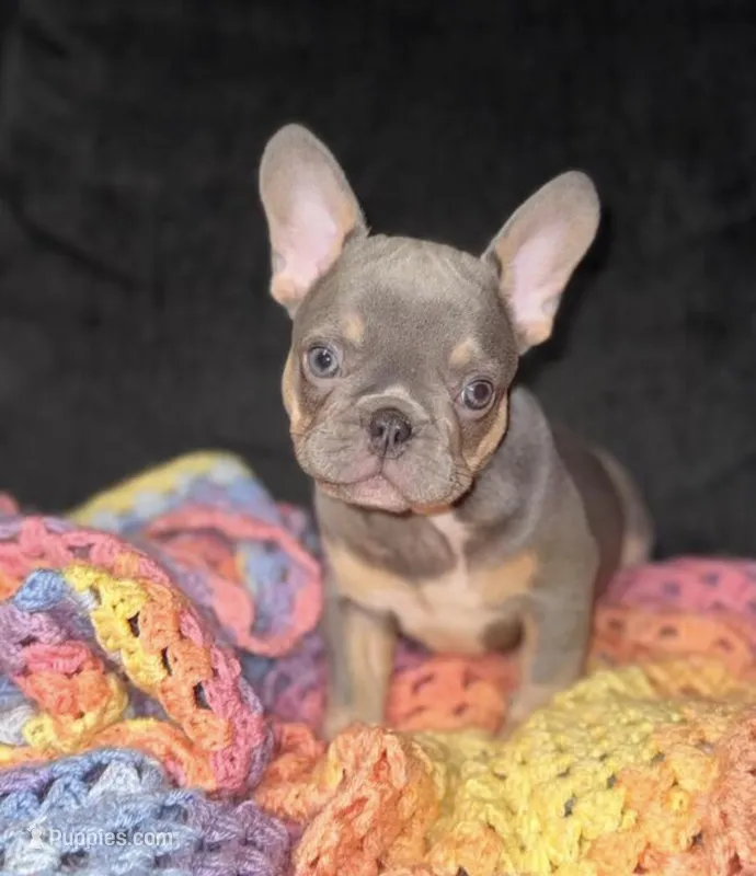 Gloria  – French Bulldog puppy for sale in Minneapolis, MN