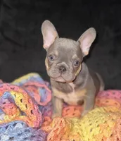 Gloria , a female French Bulldog for sale in Minneapolis, MN – 1 of 1