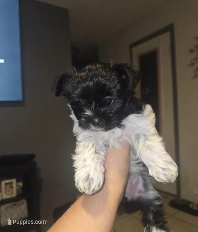 pip – Yorkshire Terrier puppy for sale in Minneapolis, MN
